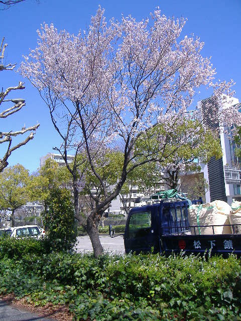 meizyo sakura3