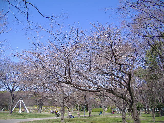 maizyo sakura1